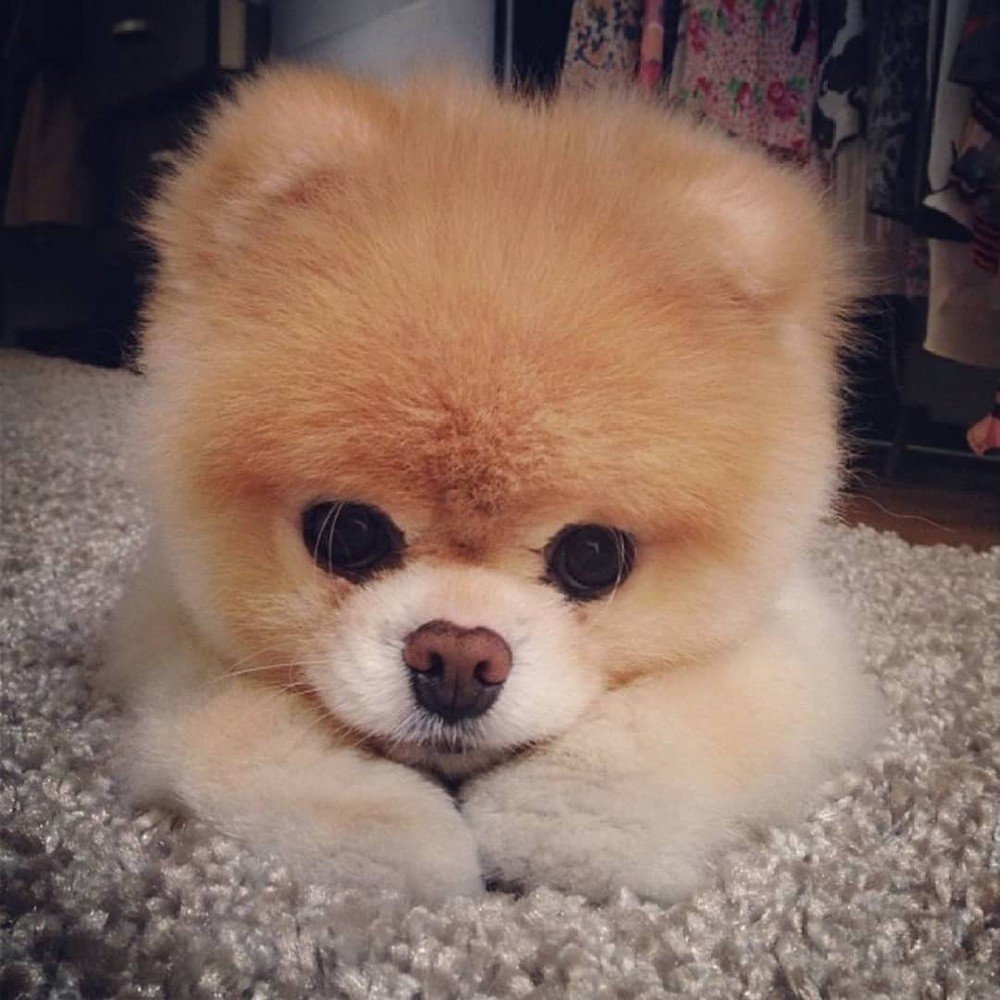 Померанский шпиц jiffpom