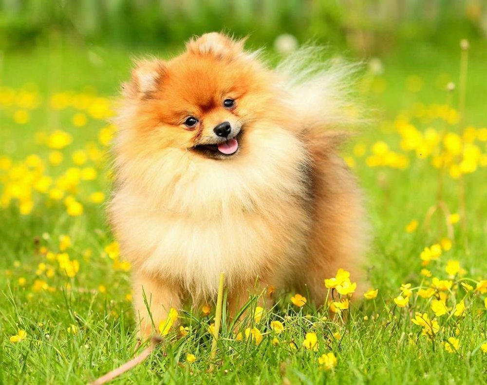 Шпиц померанский в одежке