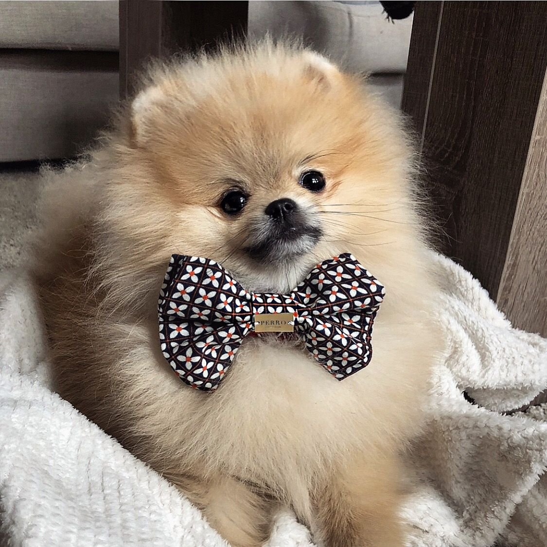 Померанский шпиц Лисичка