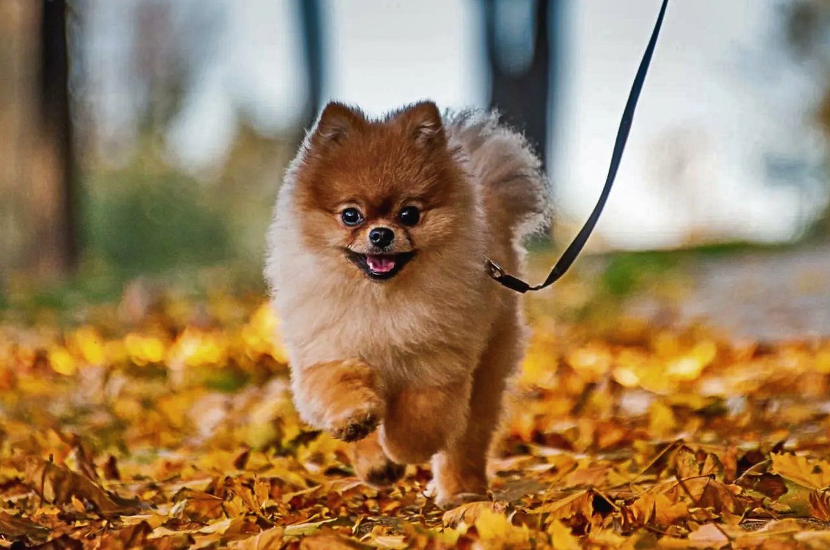 Шпиц терьер померанский