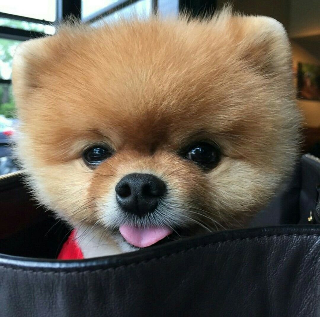 Померанский шпиц