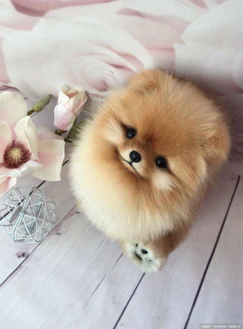 Собака померанский шпиц