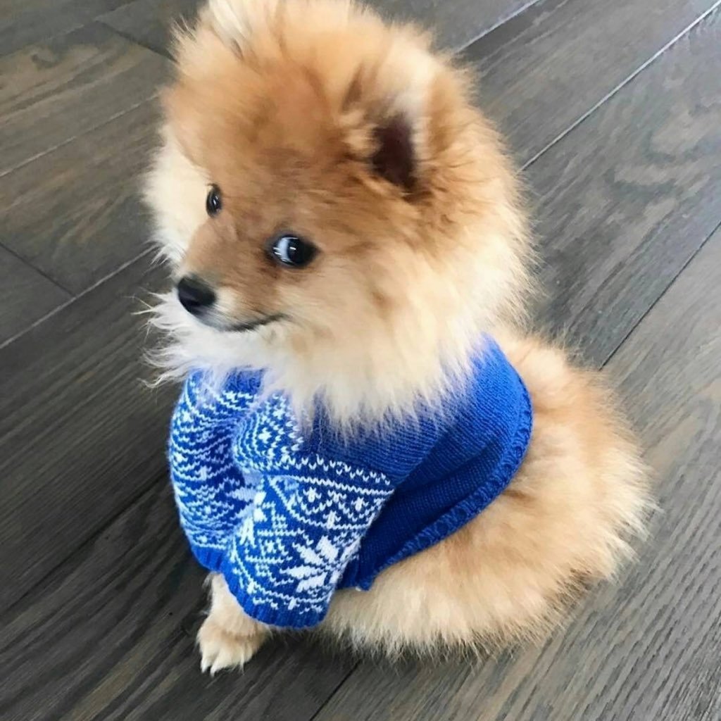 Клички для шпица мальчика померанского