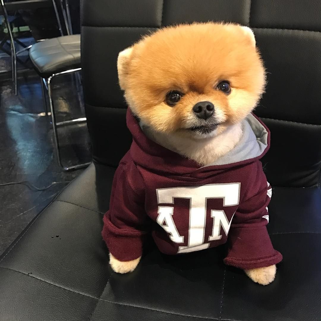 Померанский шпиц мультипу