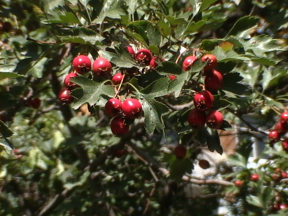 Боярышник Максимовича (Crataegus maximowiczii)