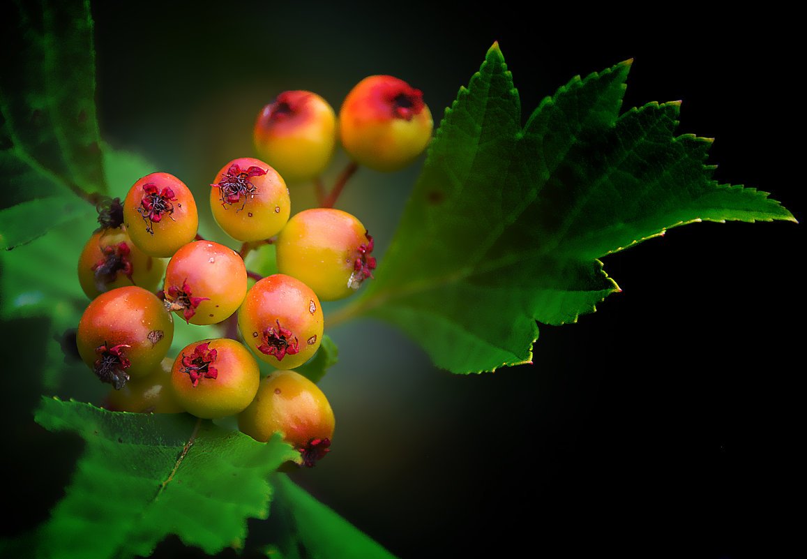 Боярышник Спленденс