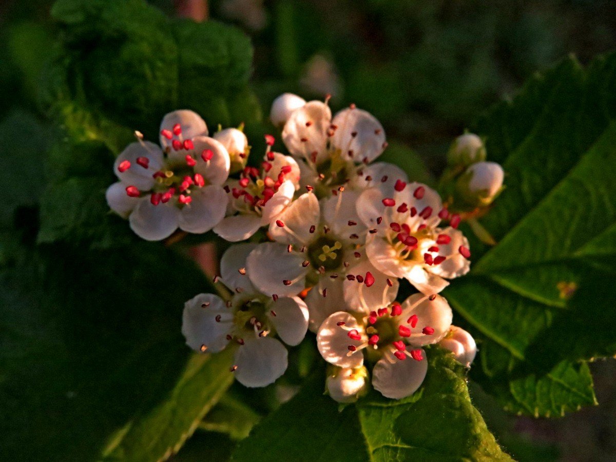 Боярышник однопестичный соцветие
