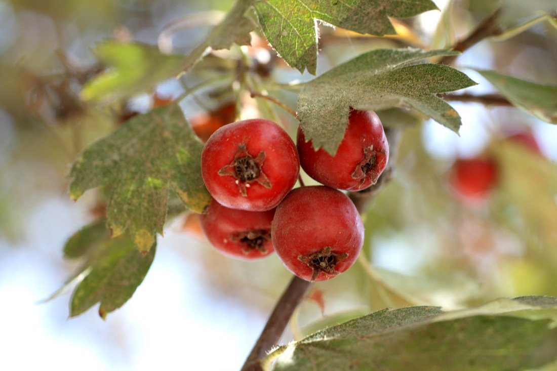 Crataegus turkestanica