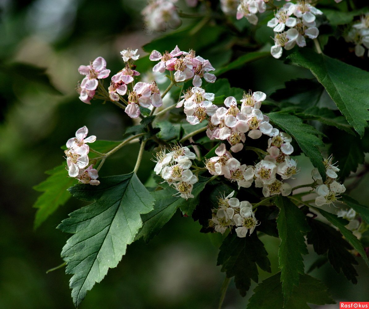 Боярышник с цветами