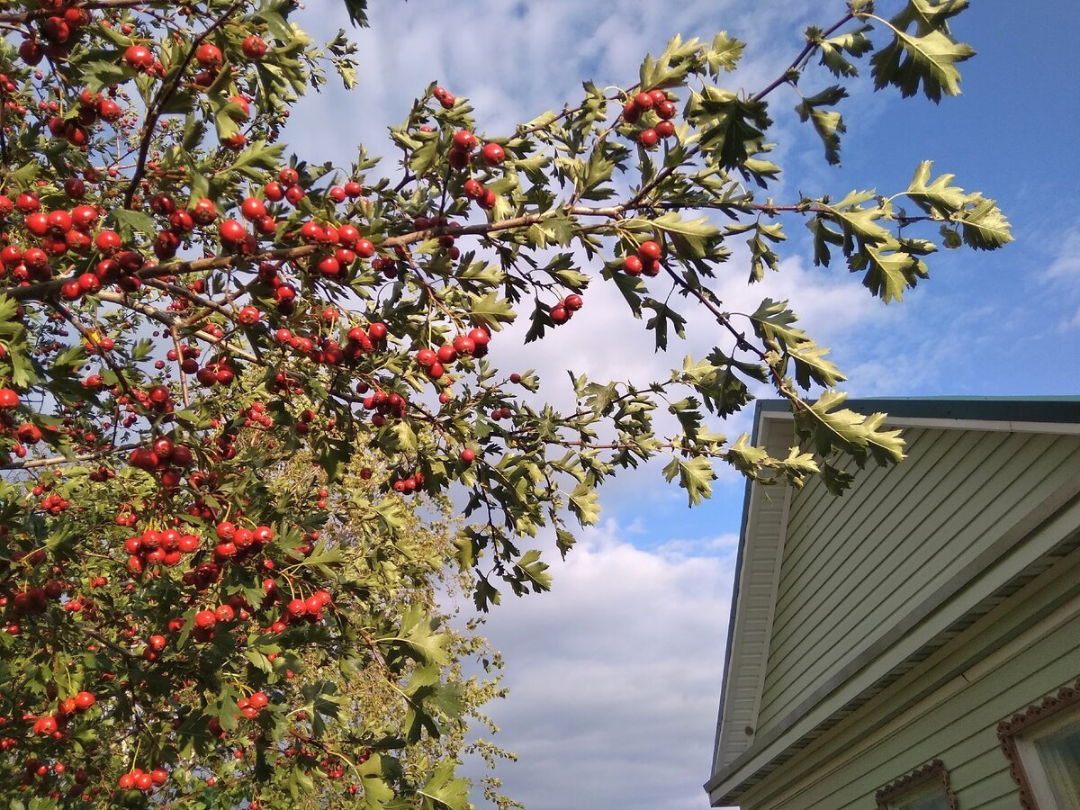 Боярышник однопестичный цветение