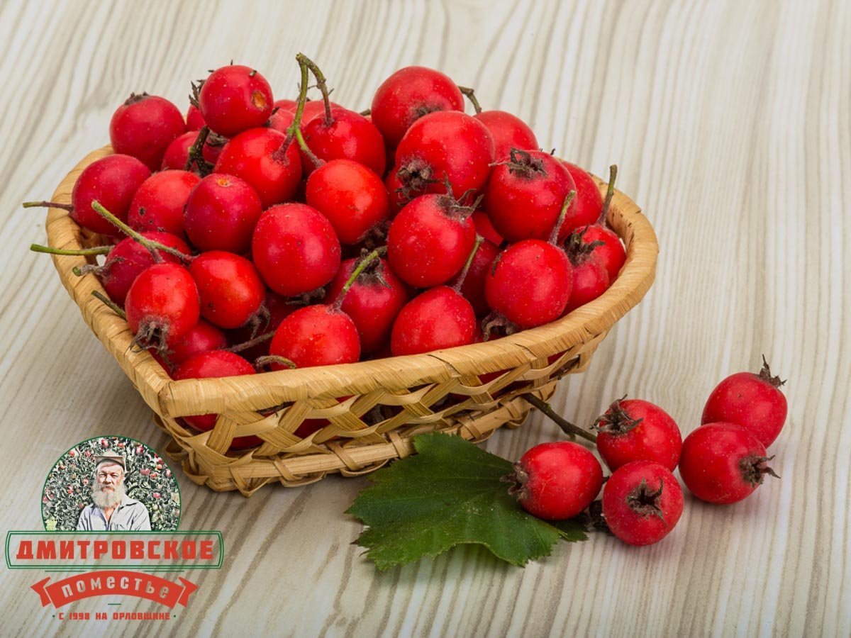 Собранный боярышник