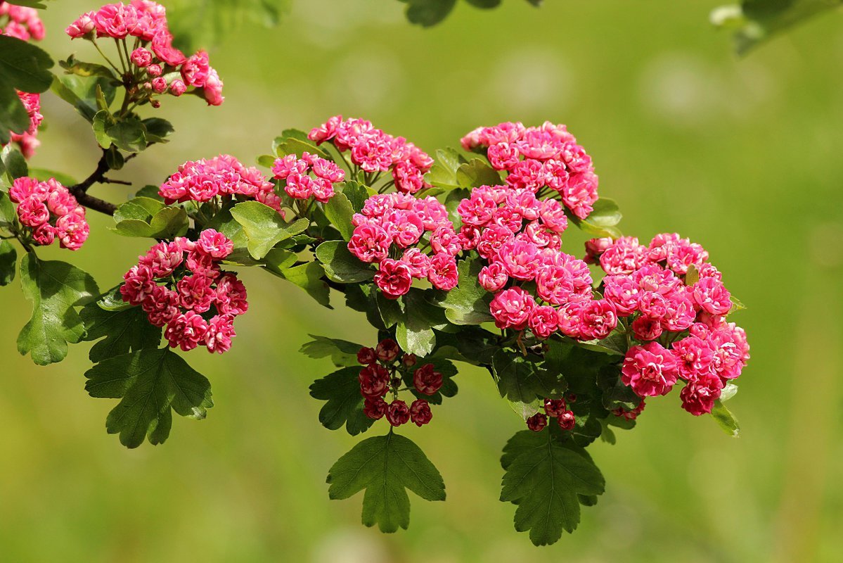 Боярышник розовомахровый