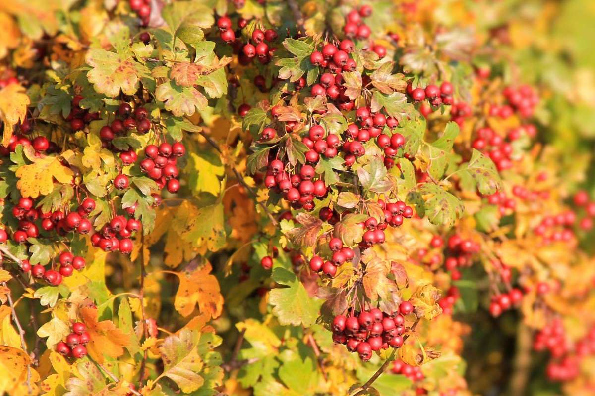 Боярышник картинки