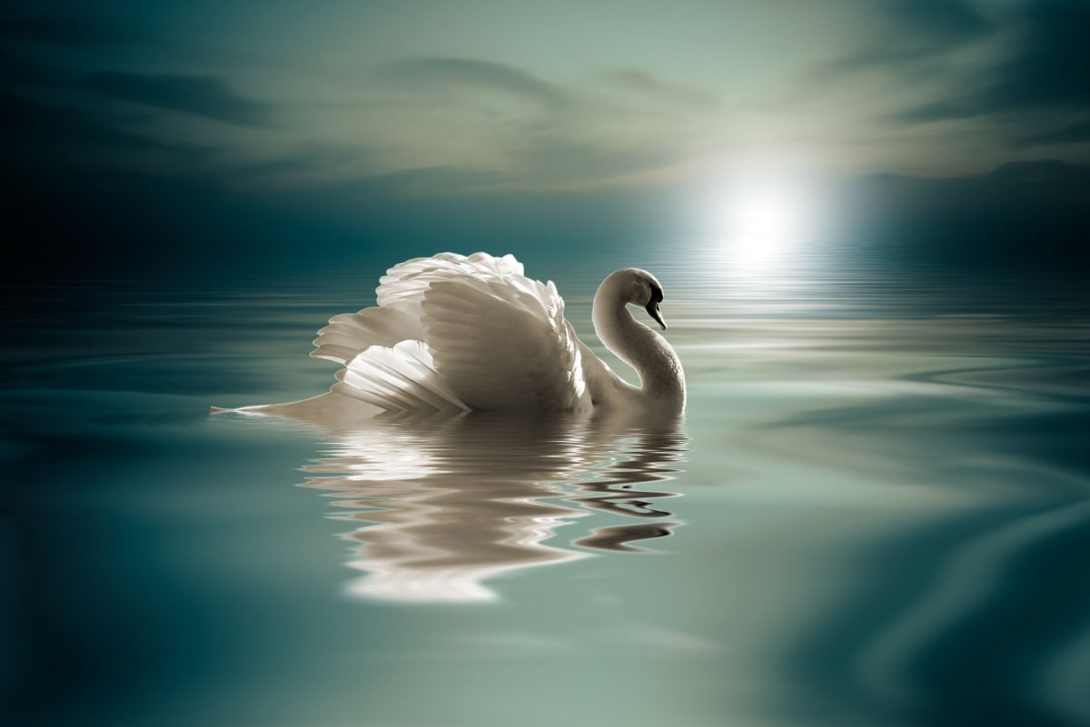 Красивый одинокий лебедь