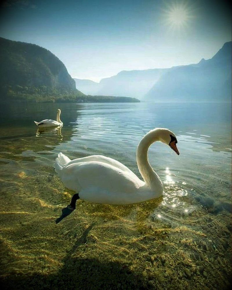 Красивые пейзажи с лебедями