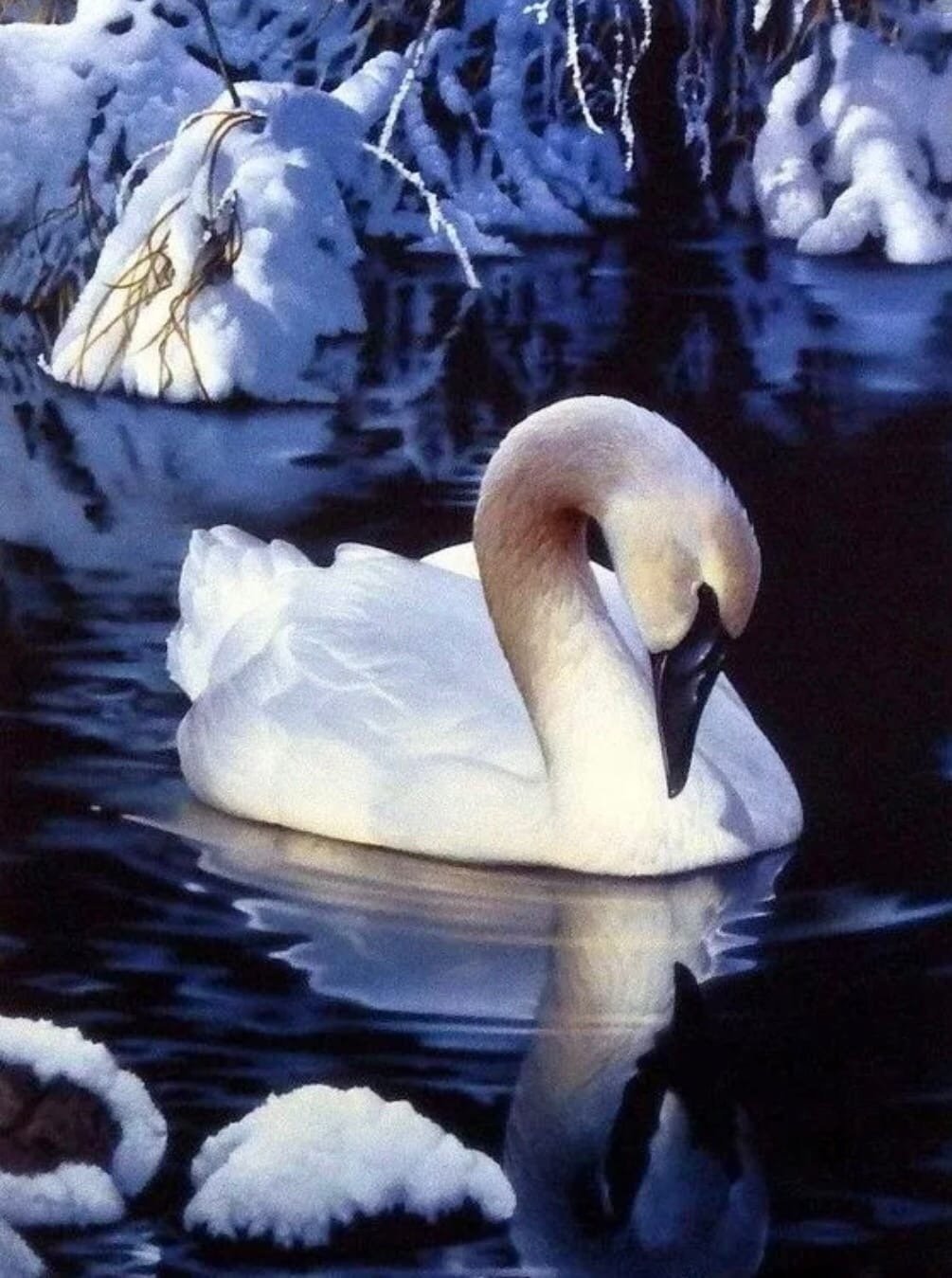 Лебеди зимой