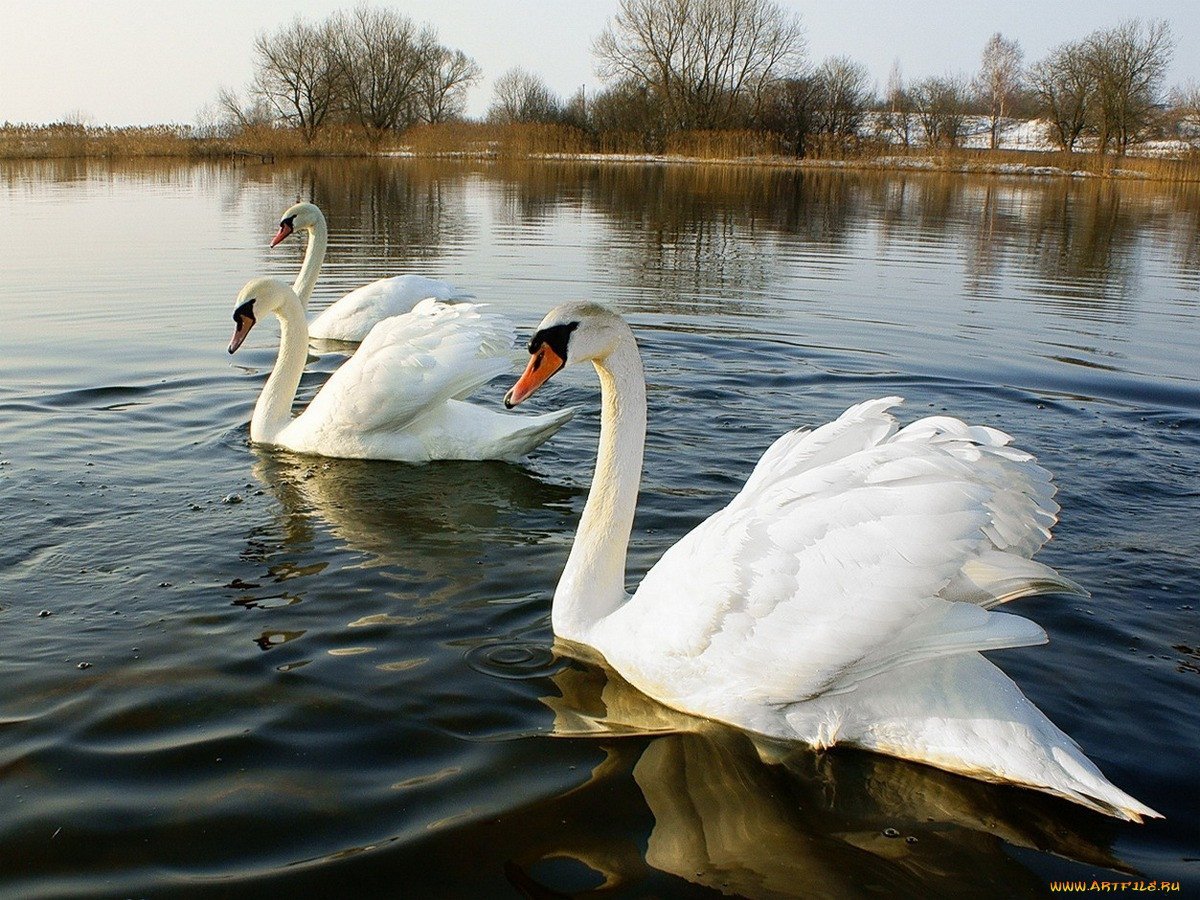 Белый лебедь