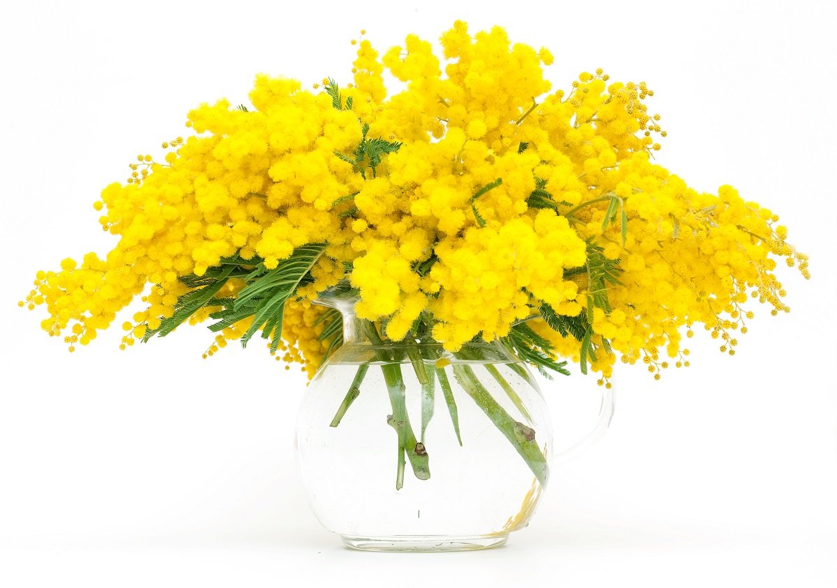 Букет мимозы