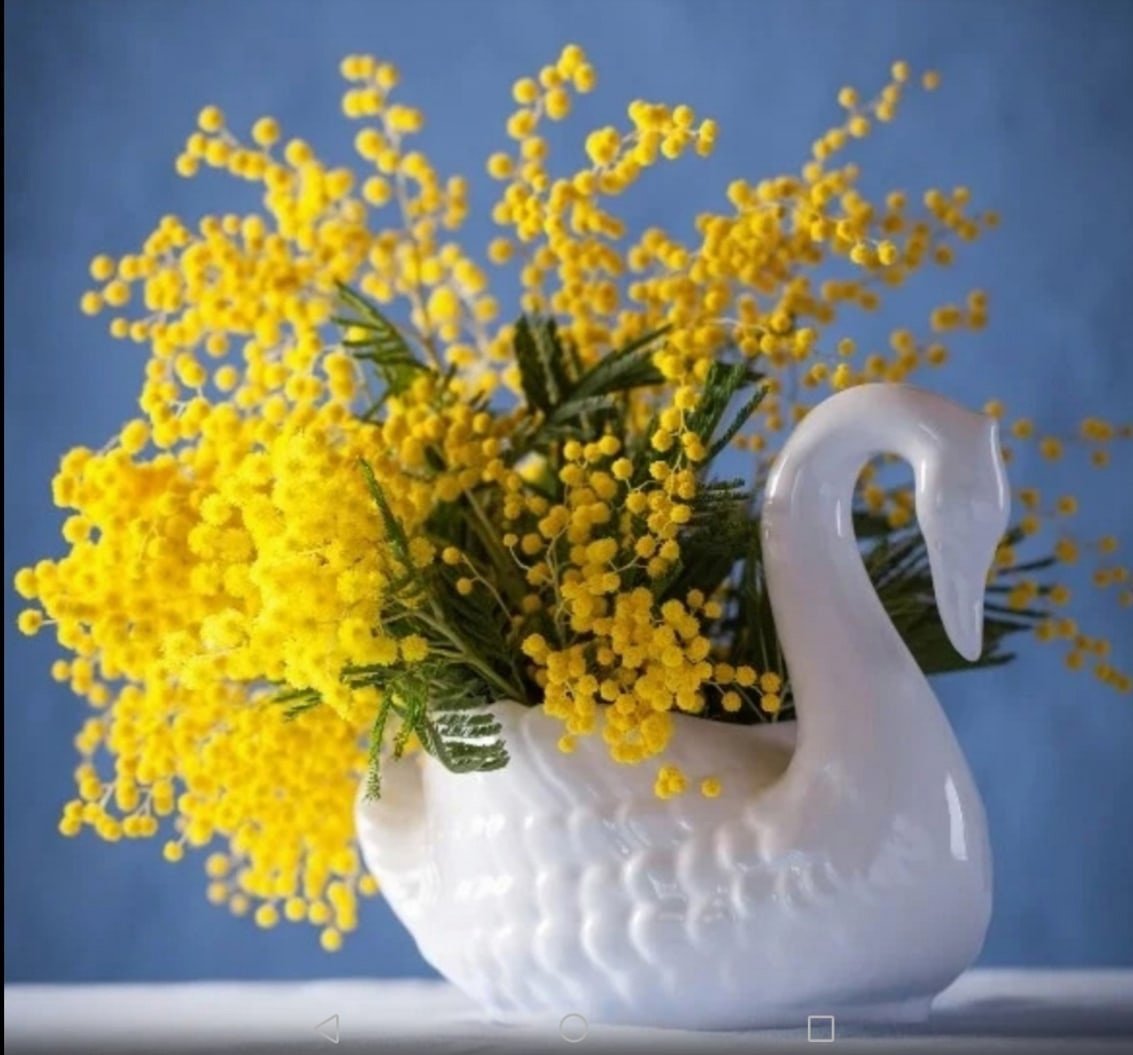 Мимоза цветок веточка