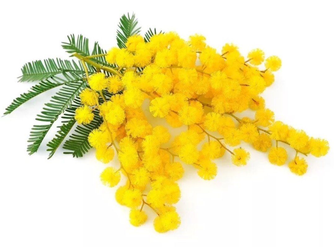 Мимоза цветок веточка