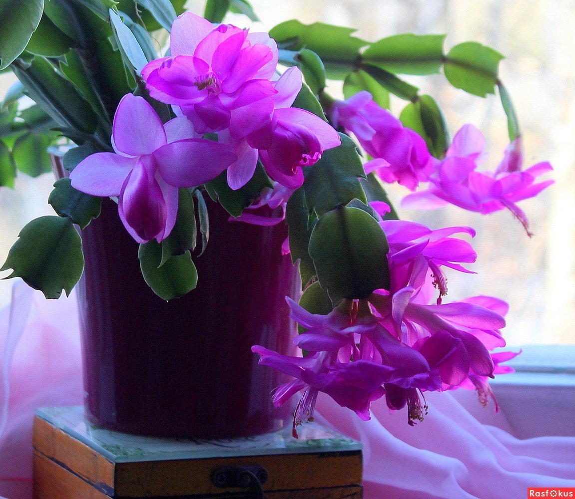 Рождественник фиолетовый