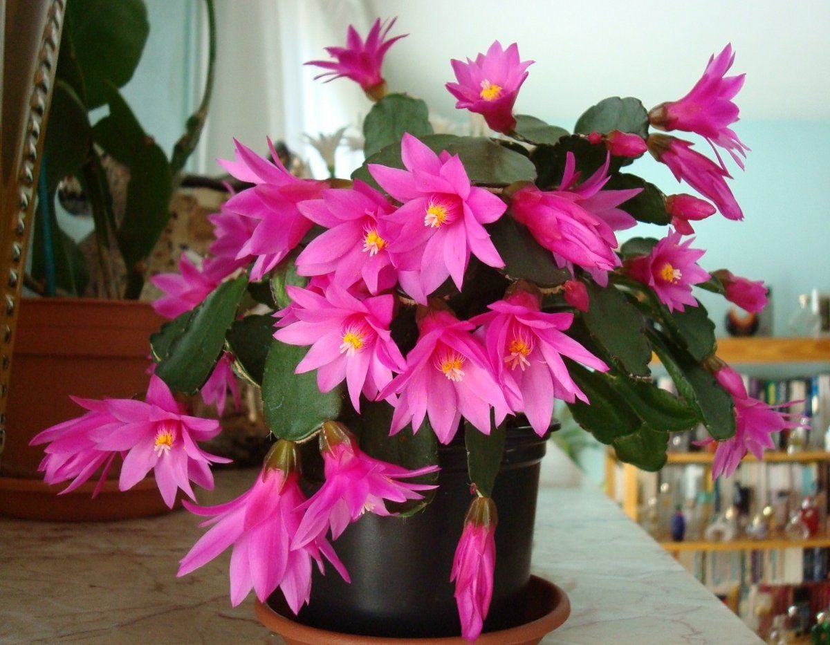 Кактус--Зигокактус- комнатные растения