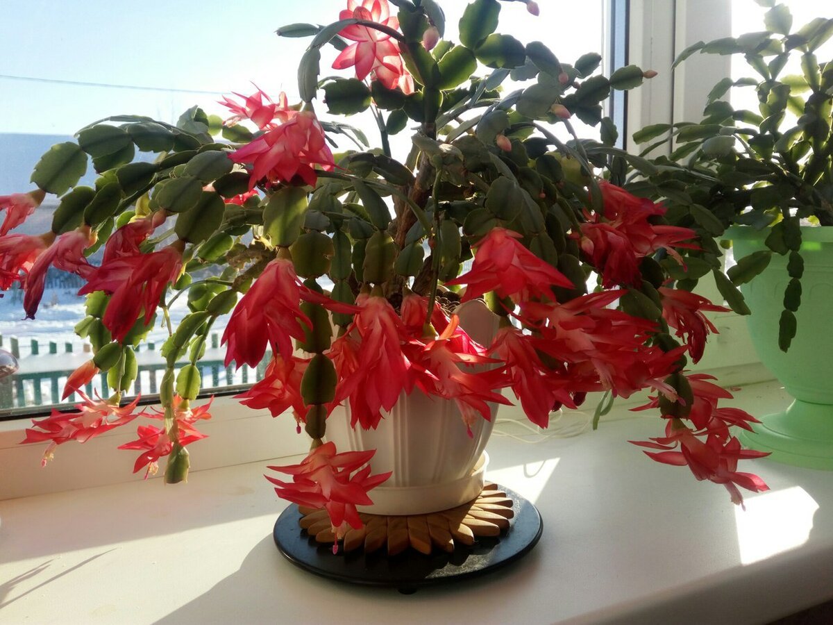 Шлюмбергера Бранка Добрада