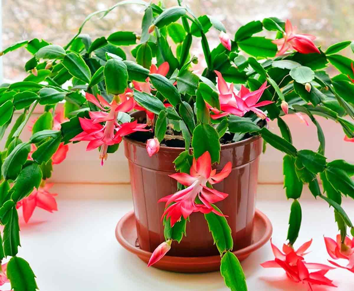 Зигокактус шлюмбергера