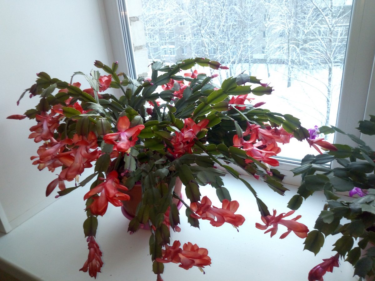 «Союз спасения» 1816-1818 гг.