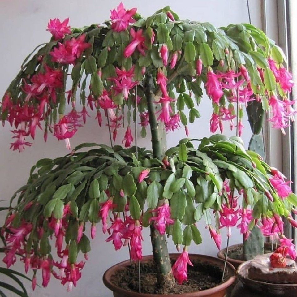 Сенатская площадь восстание Декабристов Союз спасения