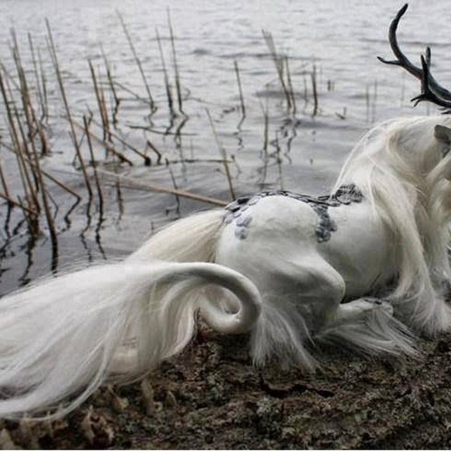 Лошадь с рогами