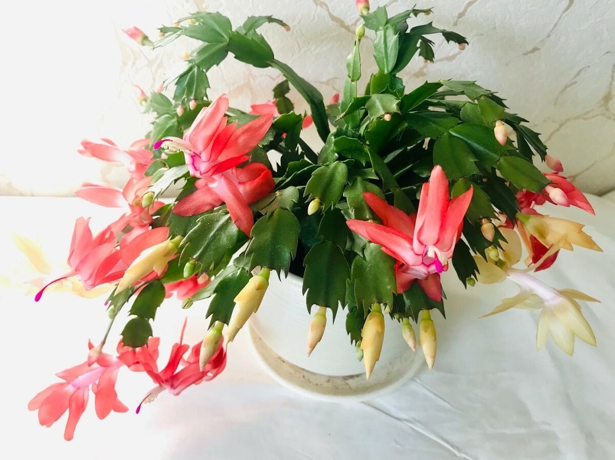 Шлюмбергера Кактусовые