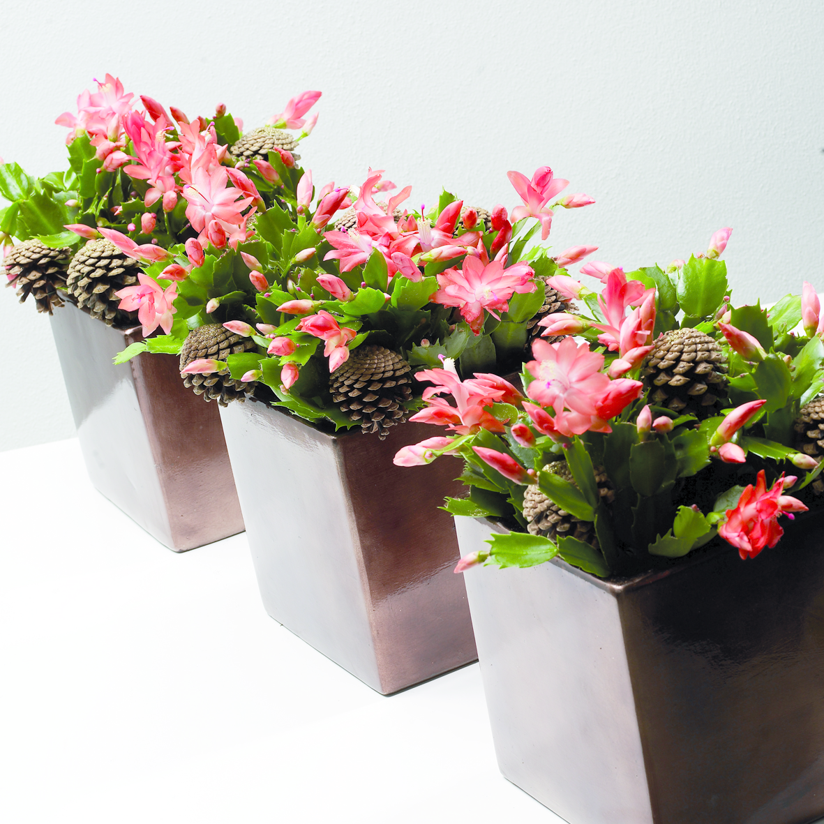 Зигокактус шлюмбергера ампельный Родина