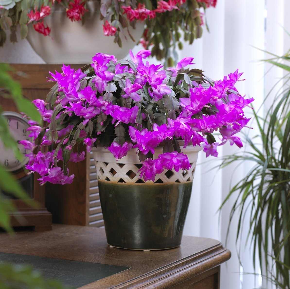 Декабрист Рубра