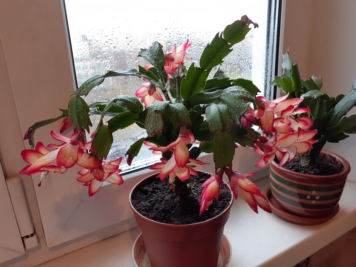 Декабрист шлюмбергера бордовый