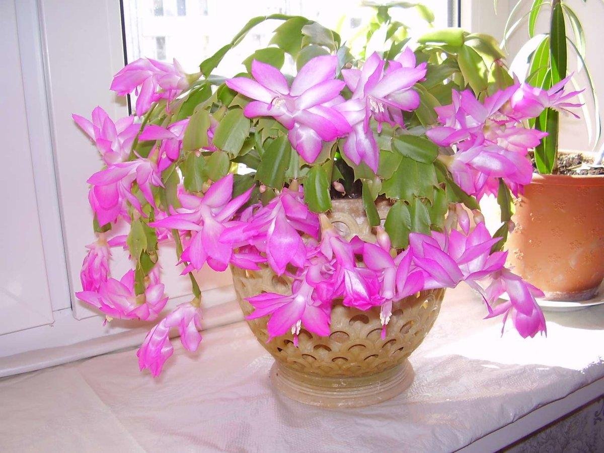 Декабрист шлюмбергера белый