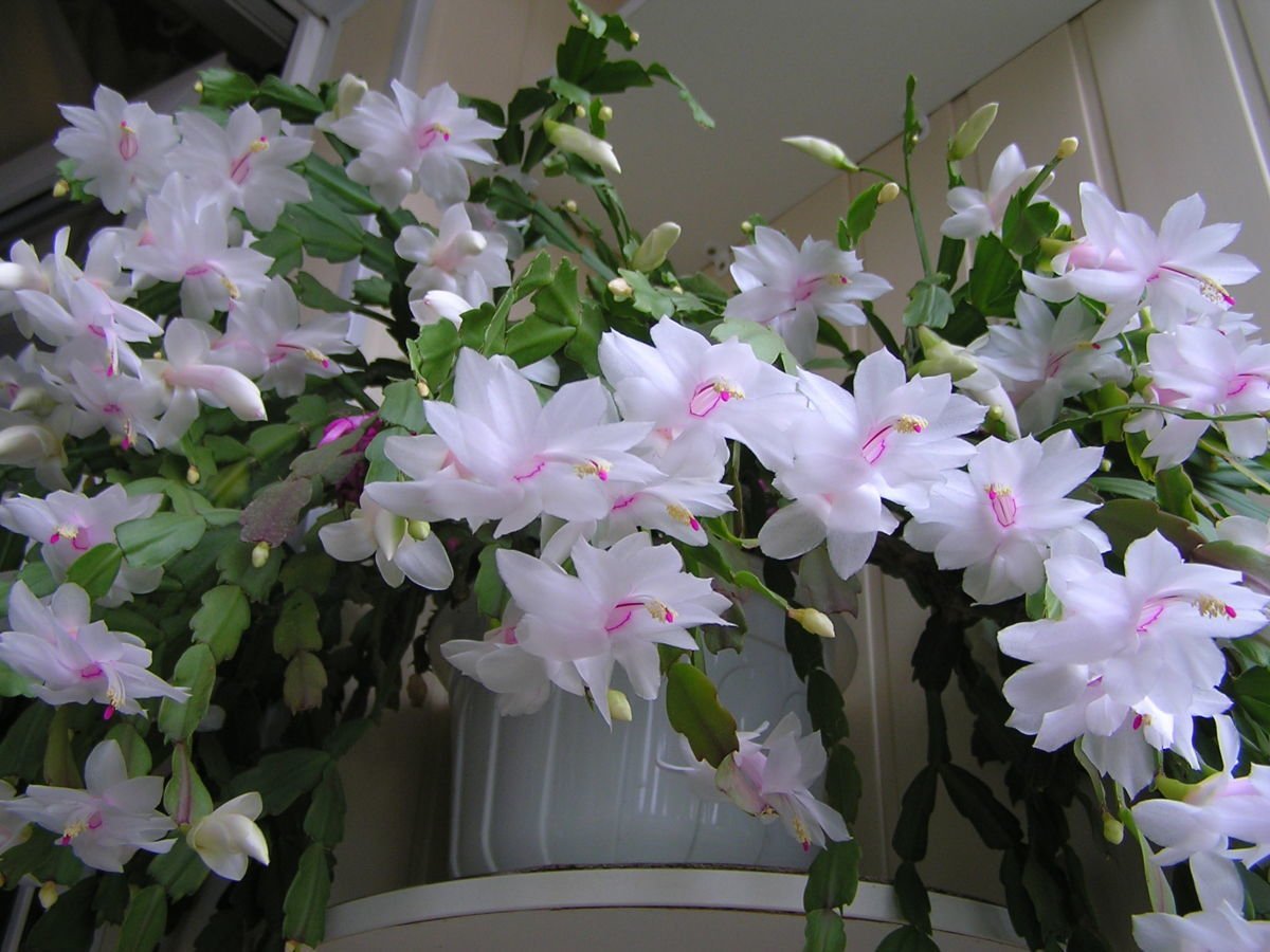 1825 Год восстание Декабристов на Сенатской площади