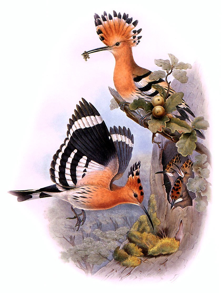 Удод картина