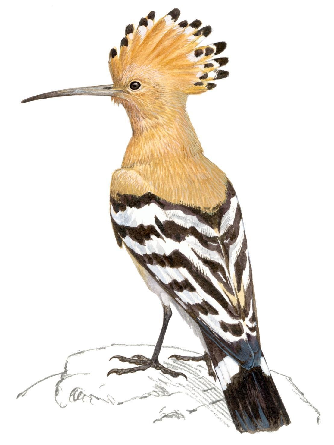 Удод на прозрачном фоне