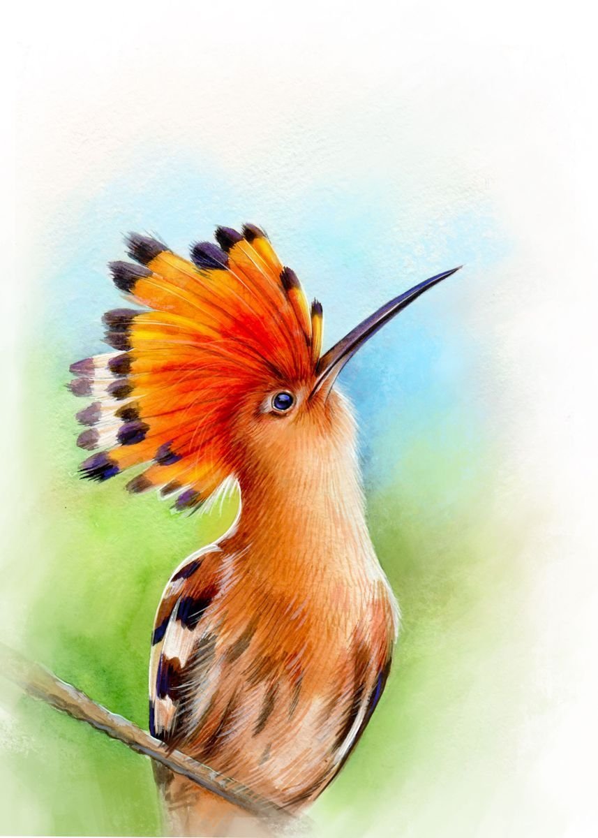 Удод без хохолка