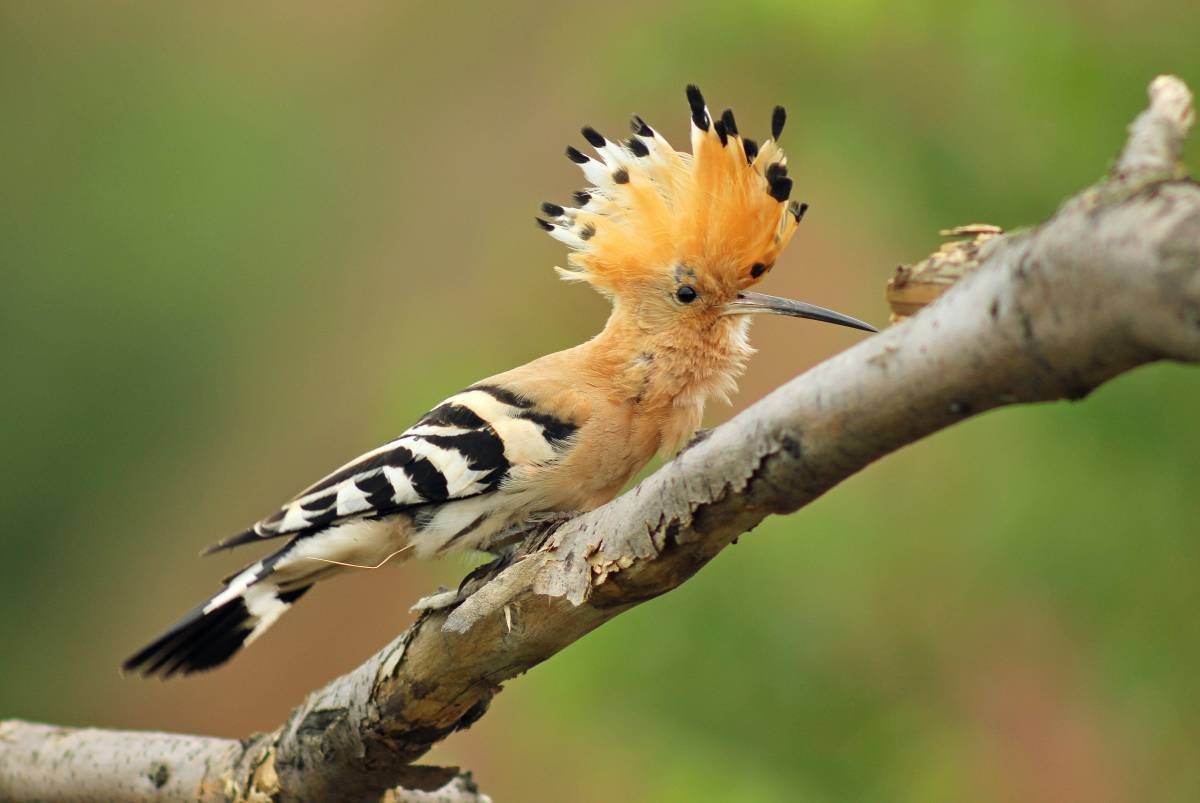 Удод Степной