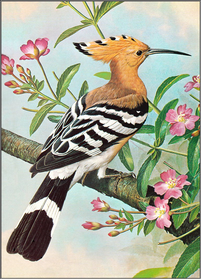 Птицы художника Basil Ede