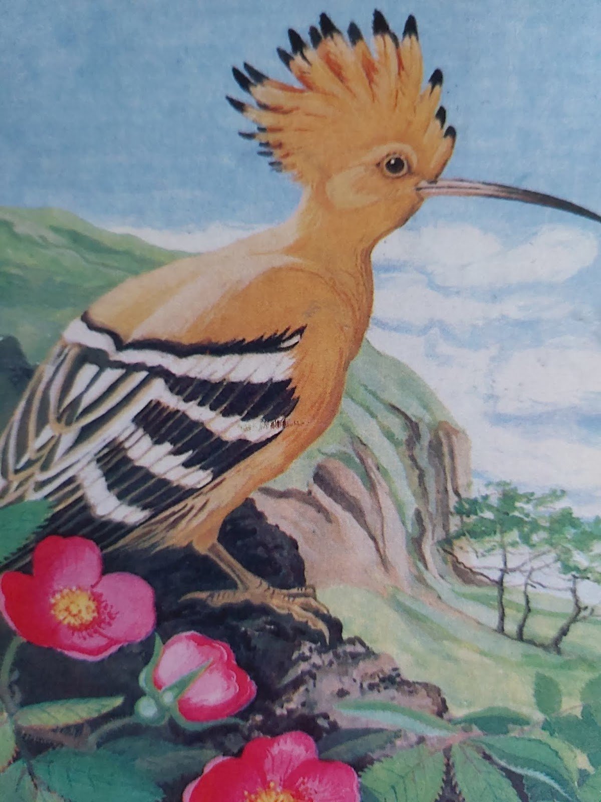 Птица Удод картинки