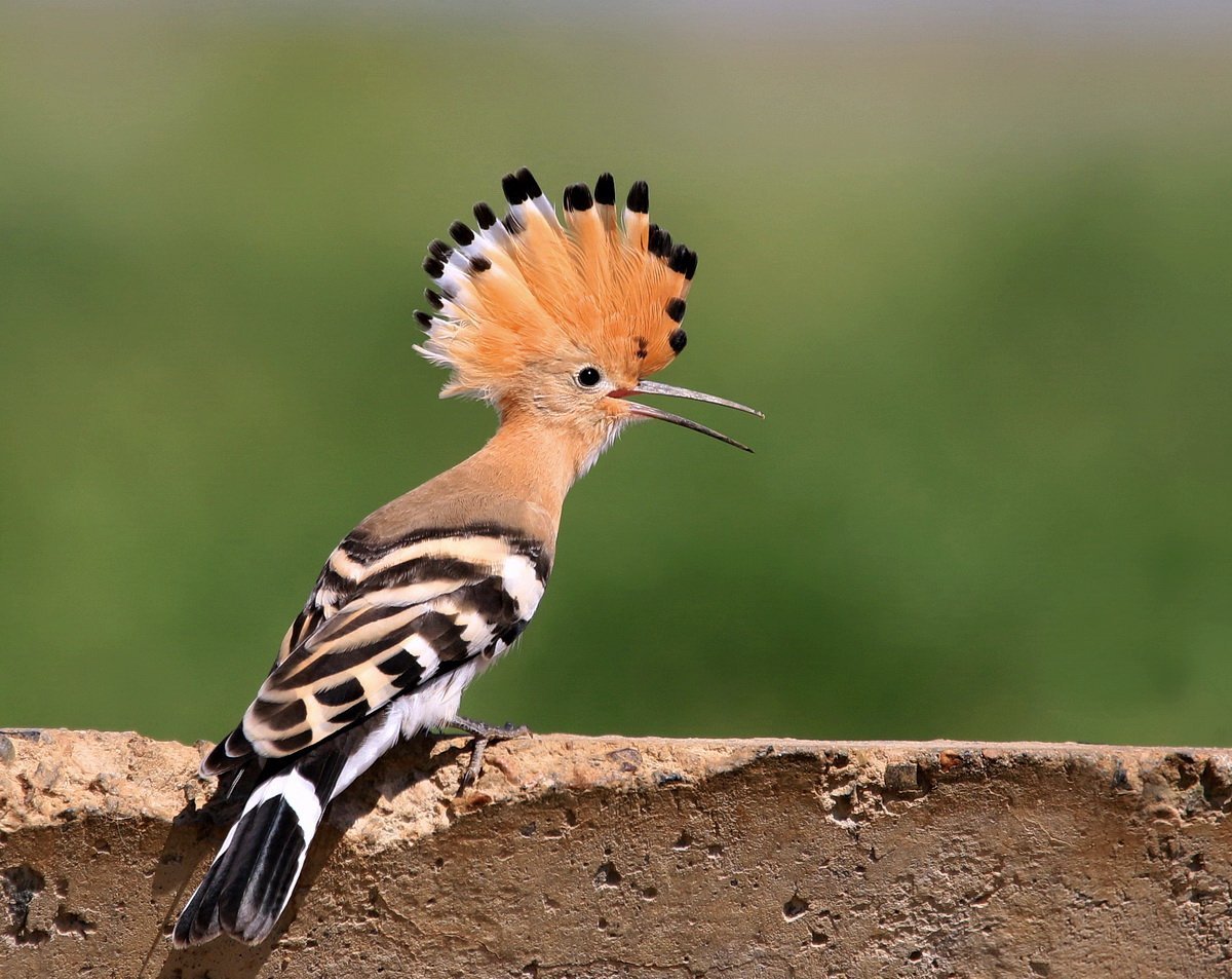 Египетский Удод