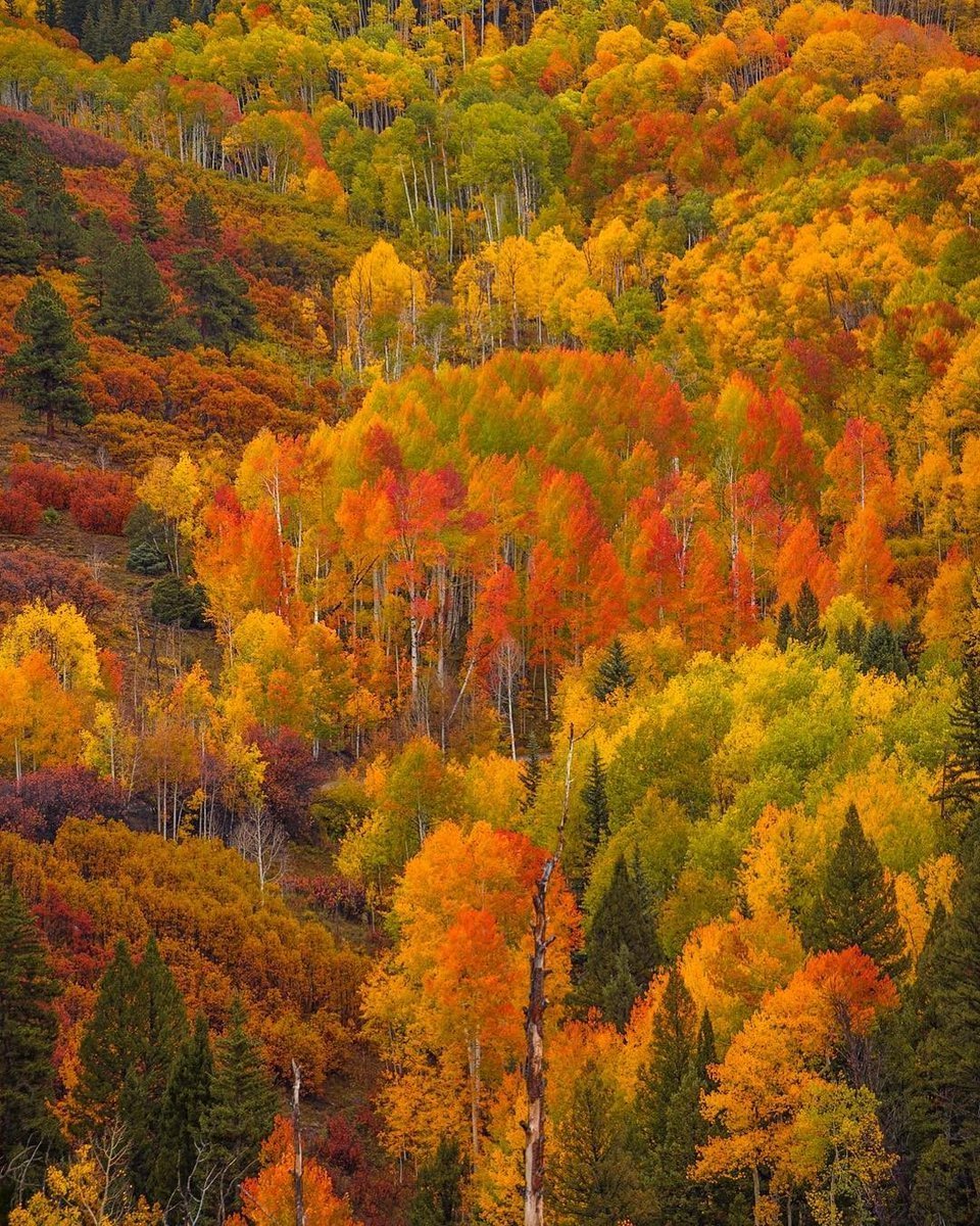 Разноцветная осень