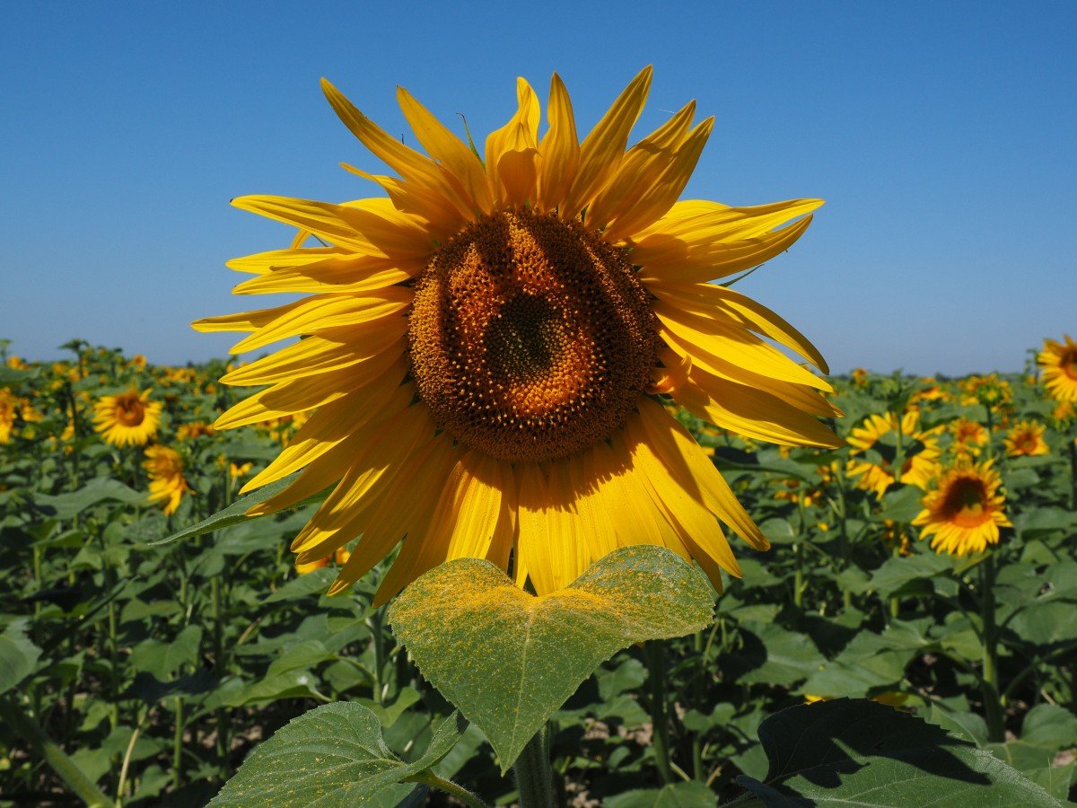 Helianthus californicus