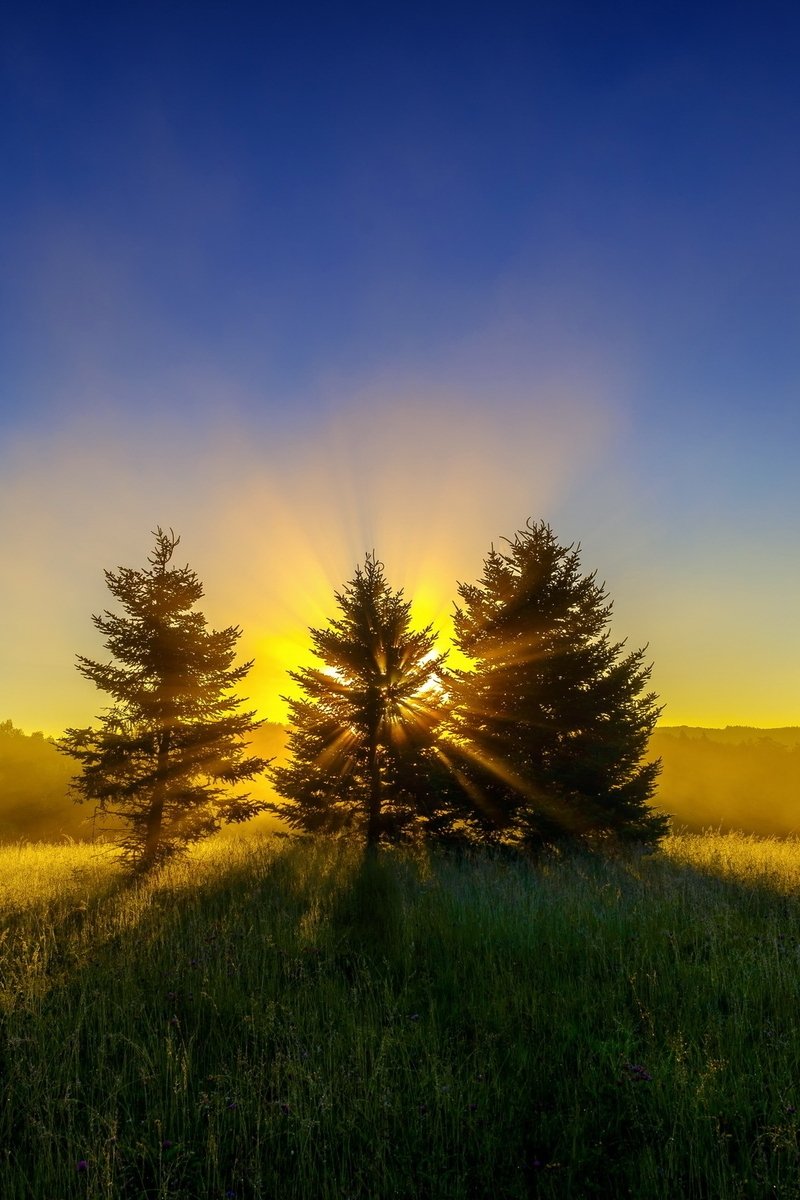 Восход солнца в лесу