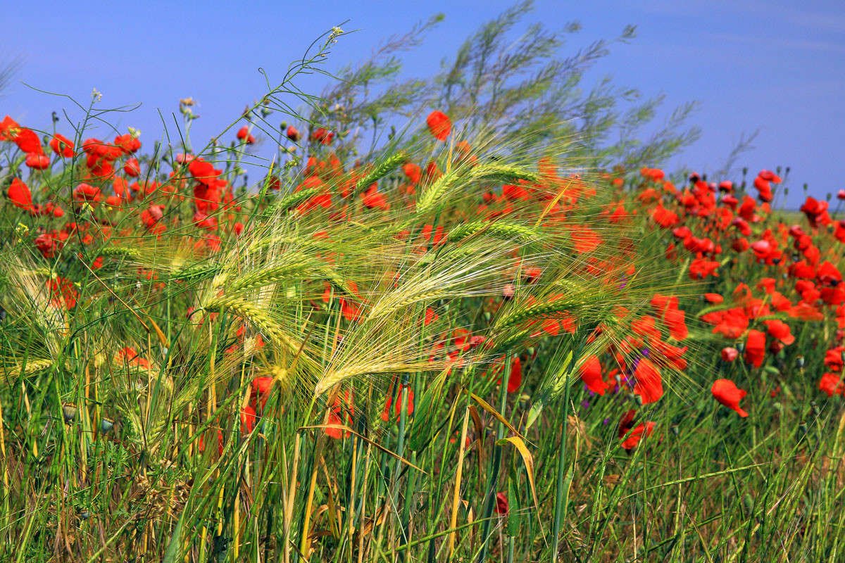 Полевые цветы Крыма