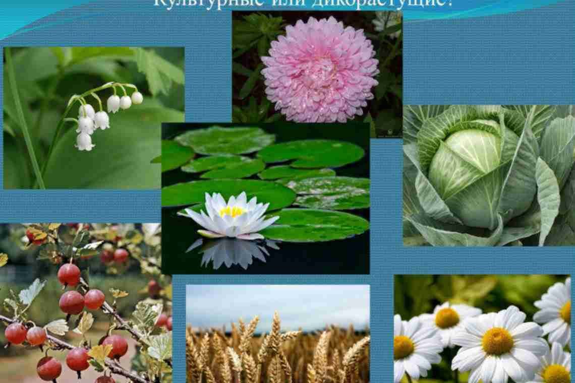 Дикорастущие растения и культурные растения 2 класс