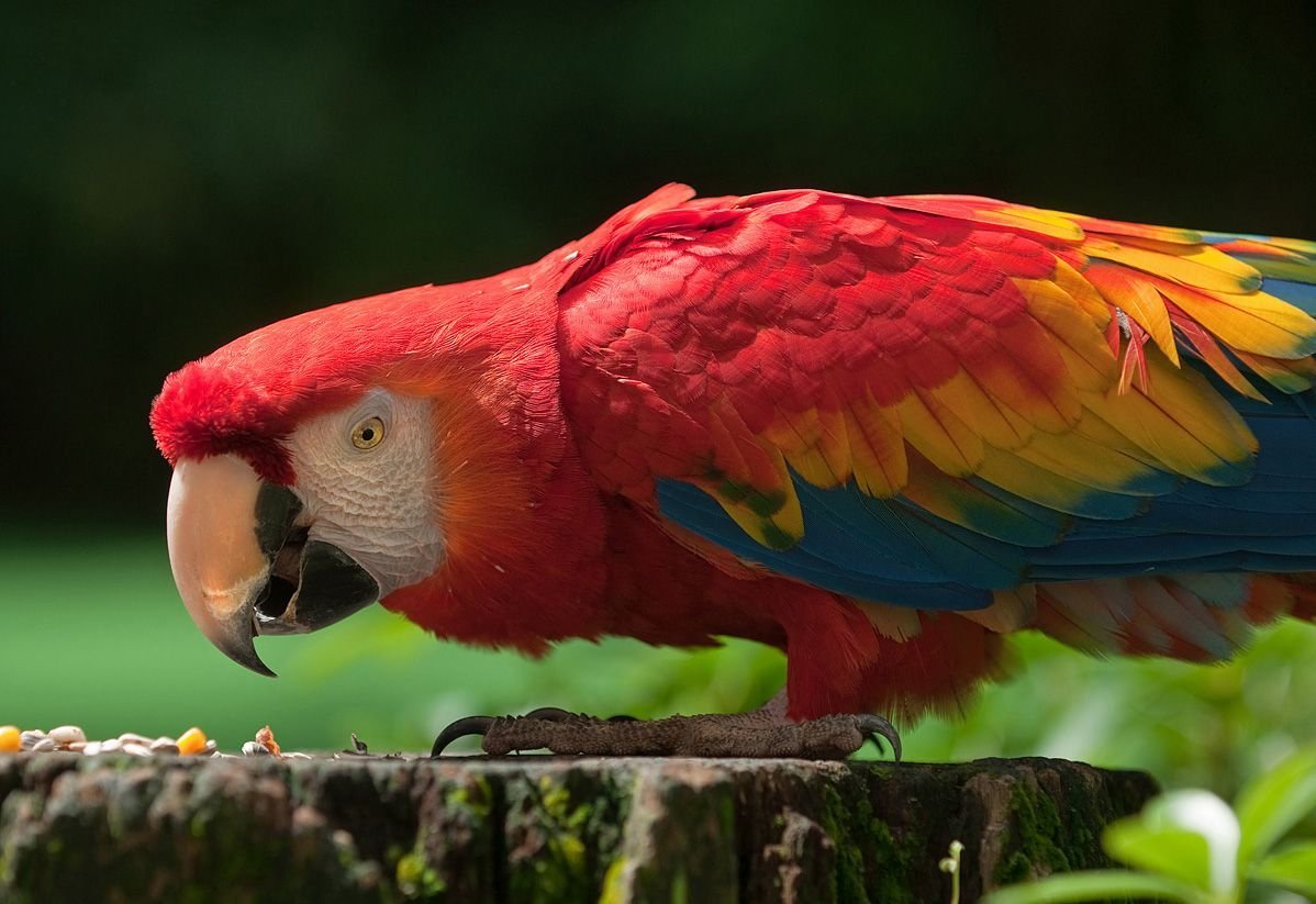 Scarlet Macaw